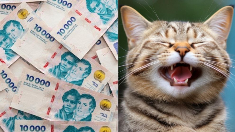 Ganó una fortuna en la Quiniela tras una picardía de su gato (imagen ilustrativa).