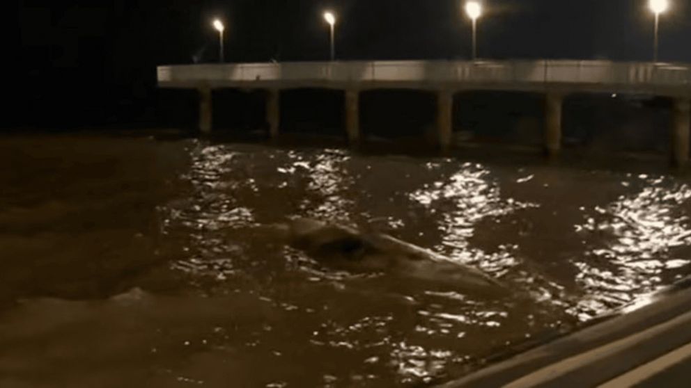 Apareció otra ballena en las costas de la ciudad del Río de La Plata.