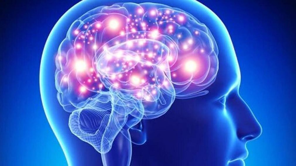 El cerebro representa el 2% del peso corporal (Imagen ilustrativa).