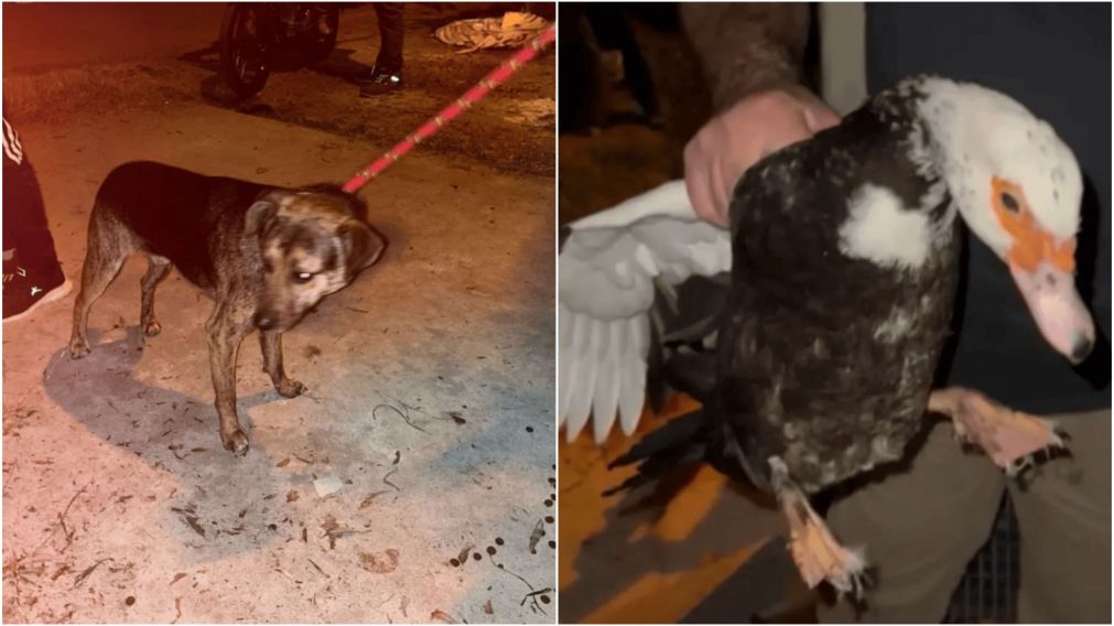 Los animales secuestrados del lugar del horror (Gentileza 0223).