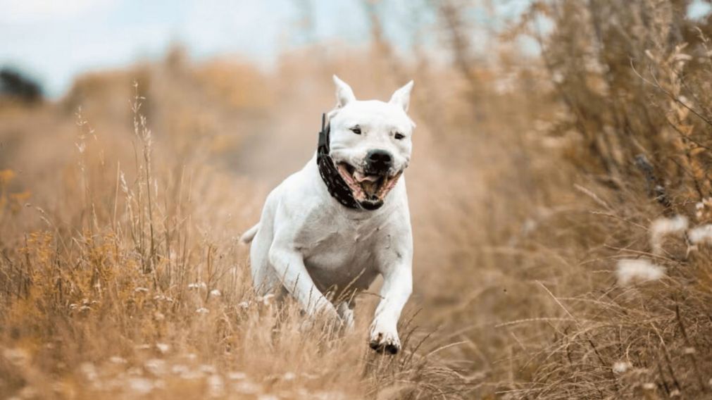 El animal qued� retenido mientras se investiga el caso.