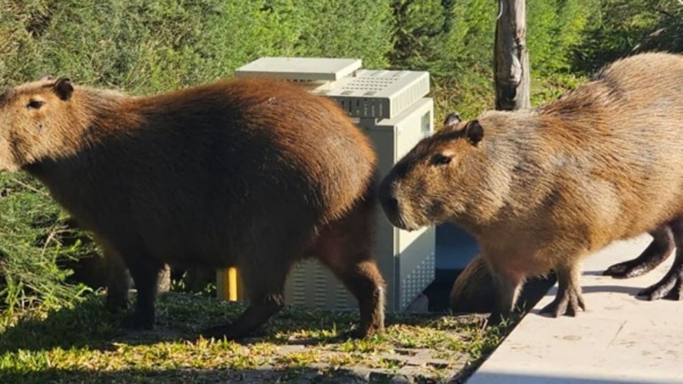 El Gobierno de Javier Milei evalúa medidas por la superpoblación de carpinchos.