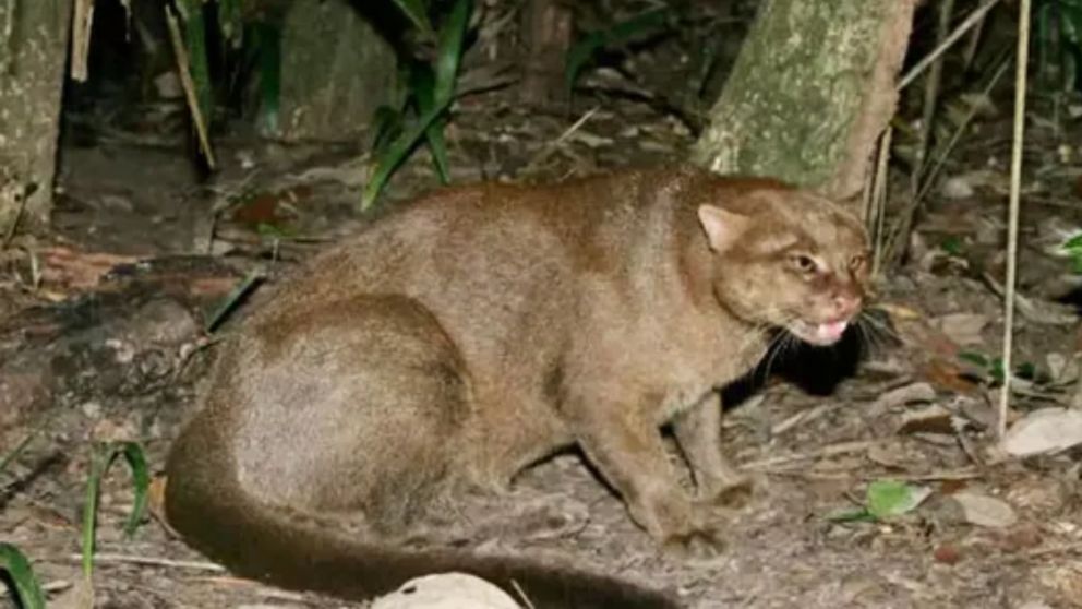 El yaguarundí es conocido como gato nutria.
