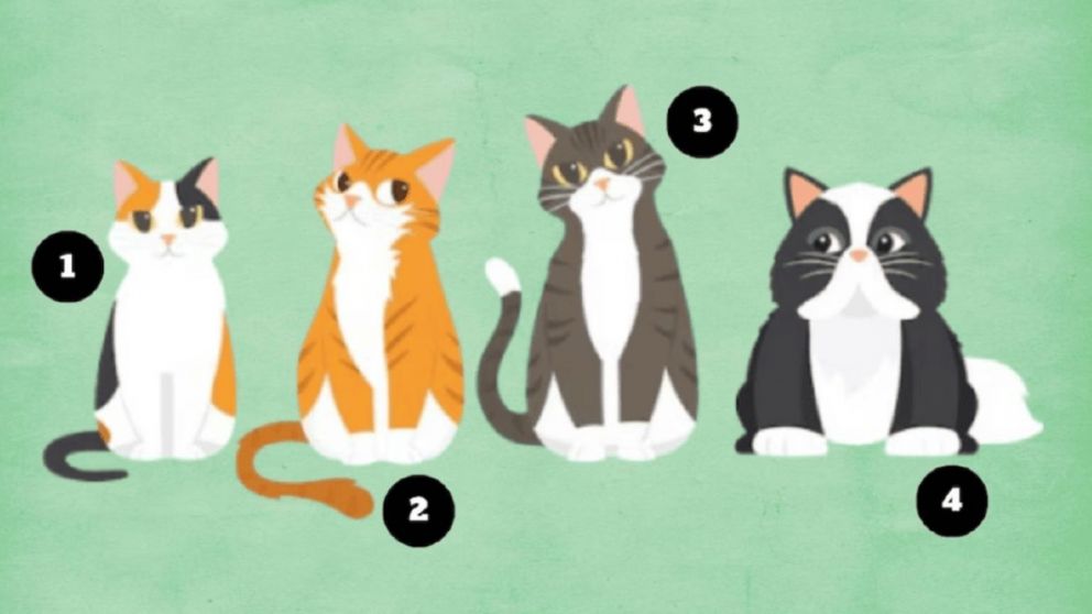 Test visual: ¿Das todo por los demás? Elegí un gatito y descubrilo.