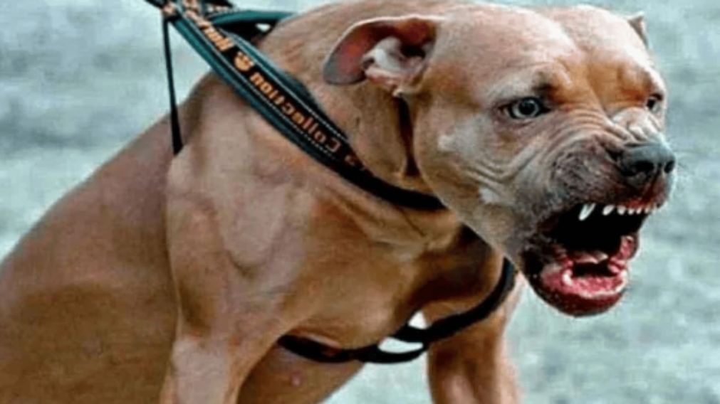 El pitbull fue secuestrado por personal de la Policía Ecológica.