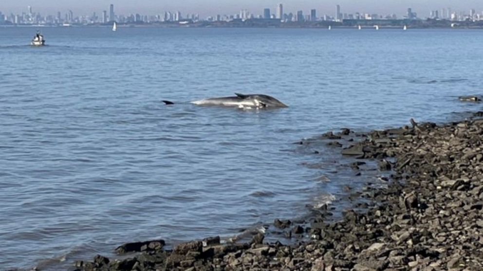 Algunos pescadores manifestaron haber avistado al ejemplar nadando solo en los días previos al hallazgo.