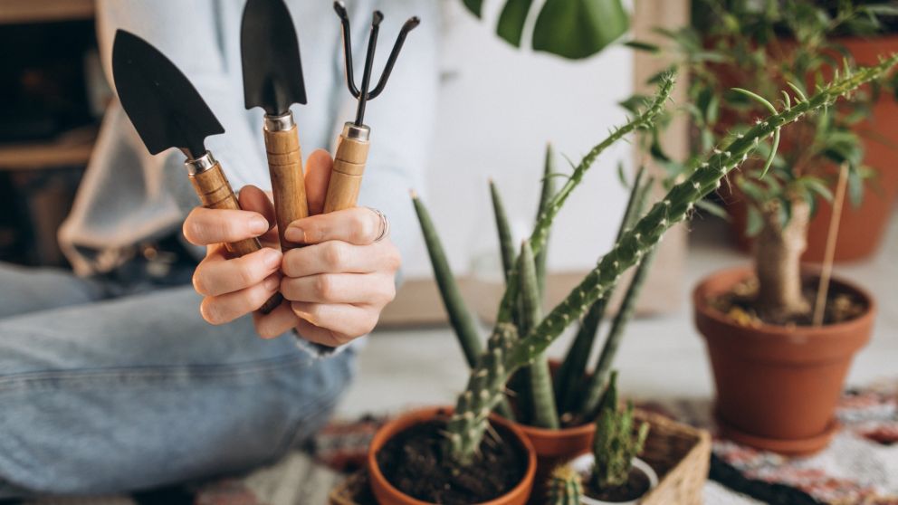 Plantas lindas y fáciles de mantener en el hogar.