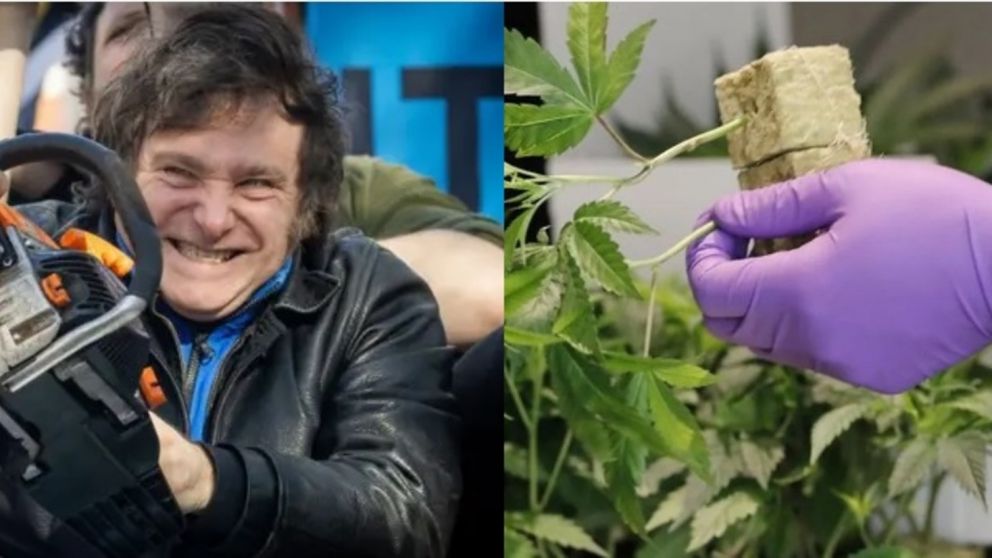 El gobierno nacional informó que fue disuelta la agencia que regula la industria del cannabis medicinal.