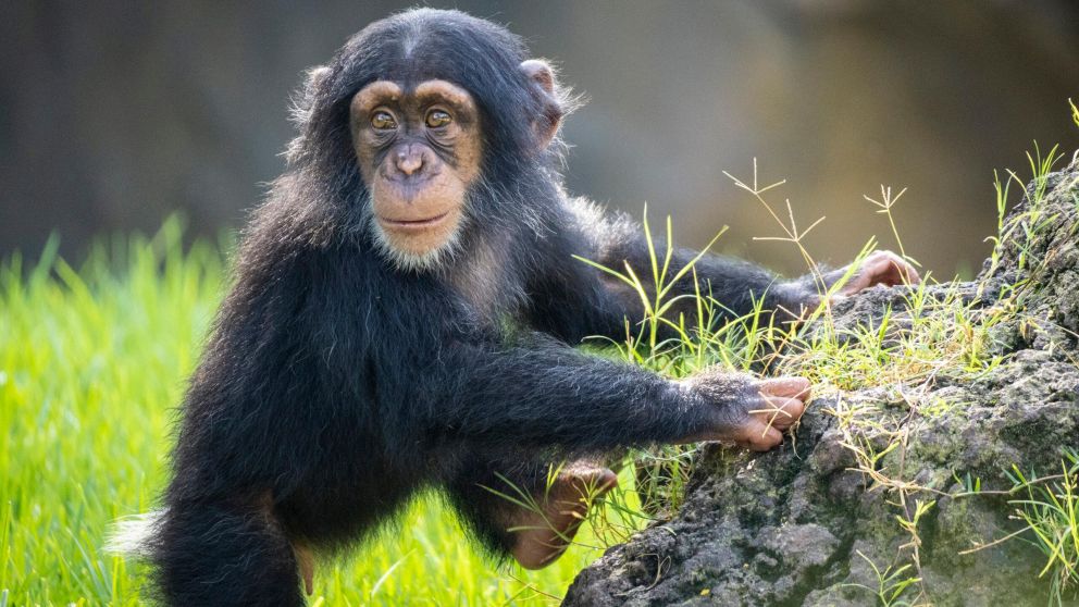 El chimpancé sigue siendo una especie amenazada (Imagen ilustrativa).