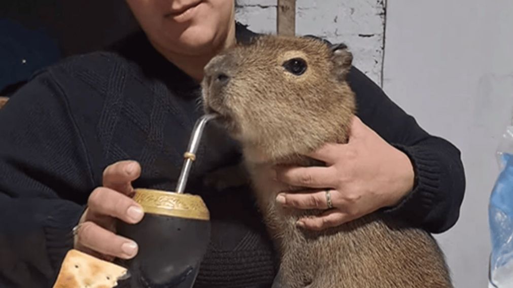 Una argentina más: esta es la historia de "Flor", la carpincho que toma mate y come galletitas con su dueña