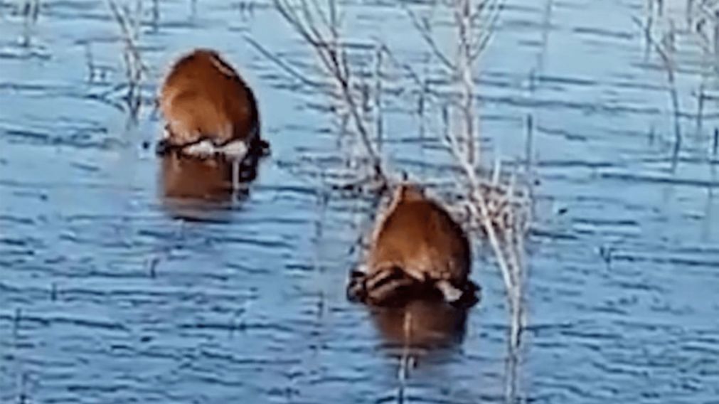 Se congeló parte de los Esteros del Iberá y grabaron a carpinchos caminando sobre el hielo.