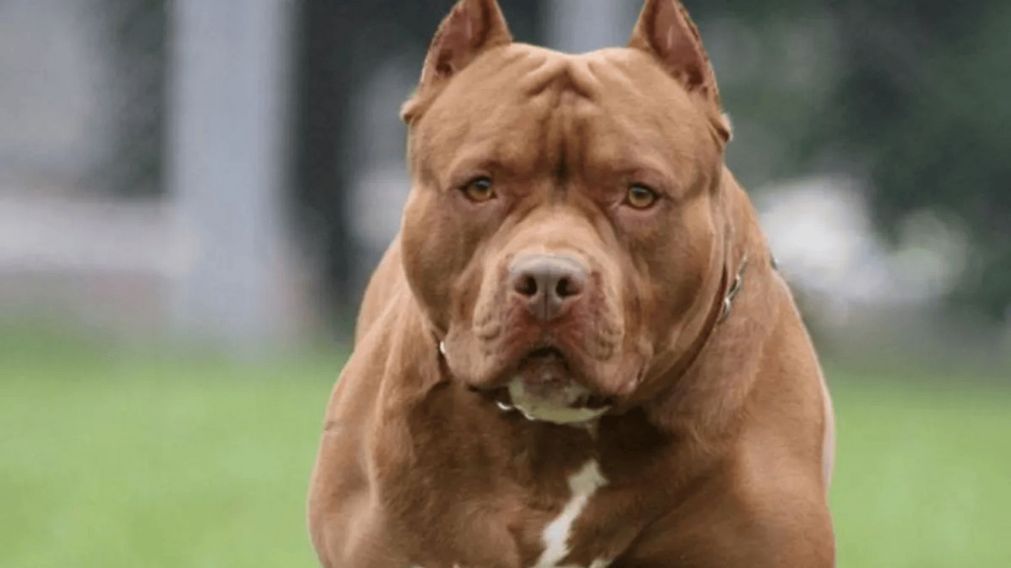 Un luchador de artes marciales logra sobrevivir al ataque de dos pitbulls (Imagen ilustrativa).