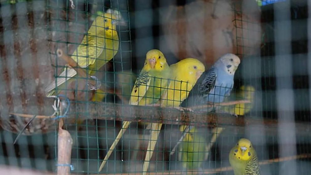 Rescataron aves y un conejo que eran vendidos ilegalmente en la calle por tres hombres en Berisso.