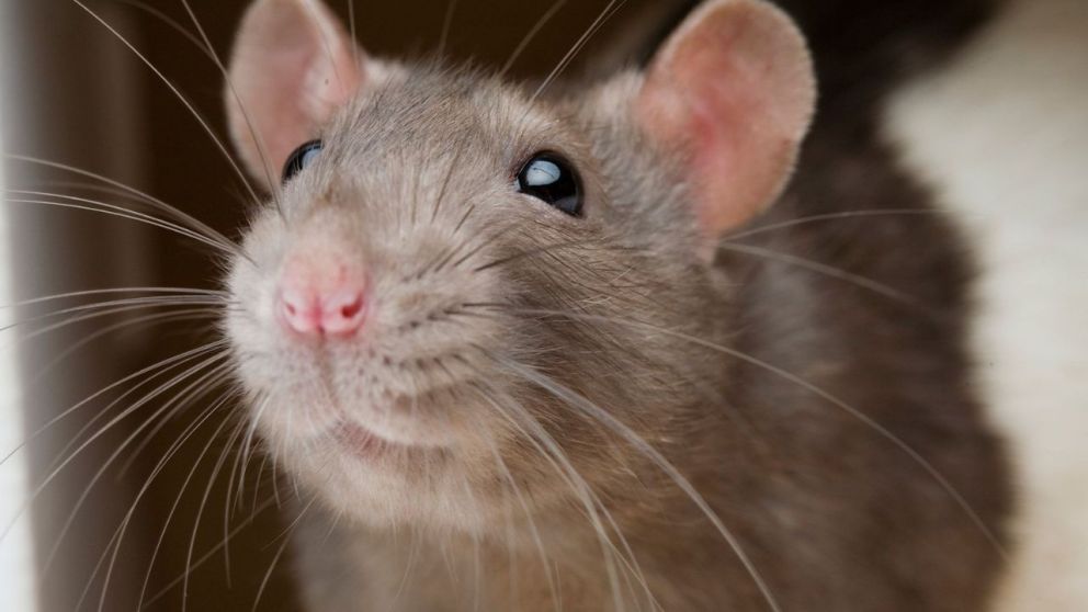 Ratas en casa: el método casero para eliminarlas sin veneno