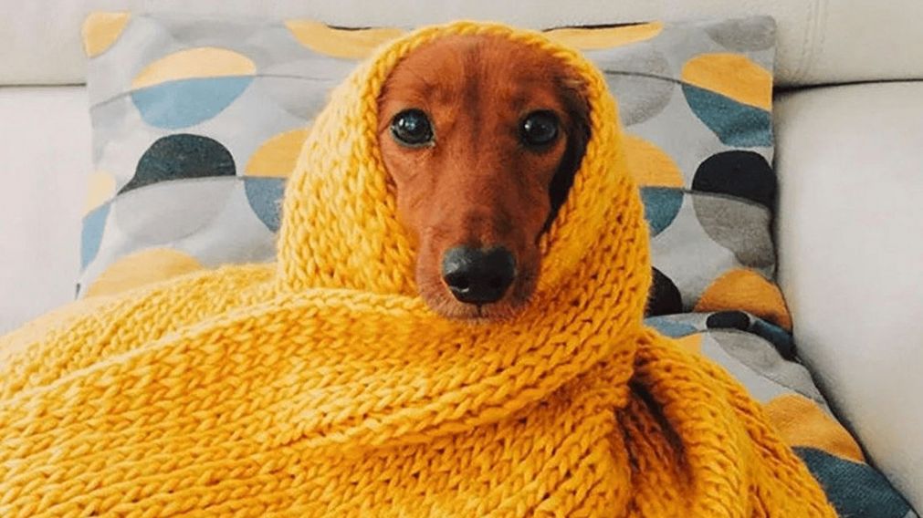 ¿Tu perro necesita abrigo en invierno? Estas son las razas que más sufren el frío