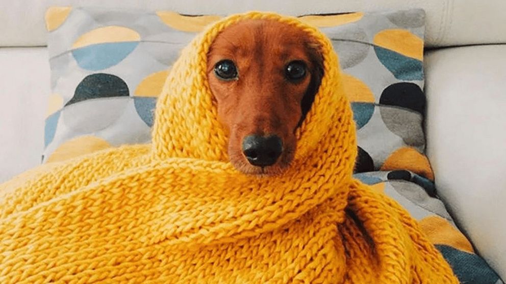 ¿Tu perro necesita abrigo en invierno? Estas son las razas que más sufren el frío
