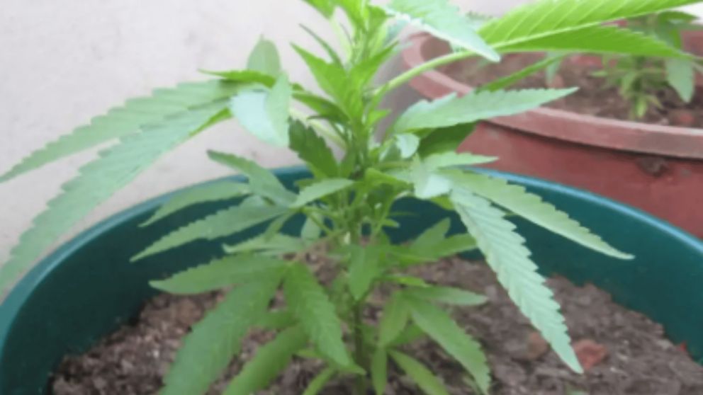 Una mujer denunció que le robaron una planta de marihuana de su casa.