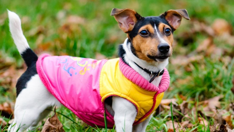 Autumn portrait of a small dog wearing a coat