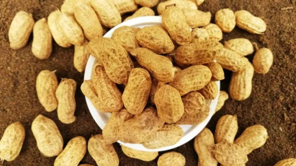 El maní es un gran compañero de las picadas (Imagen ilustrativa).