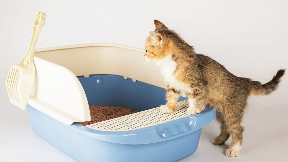 Cómo combatir el olor a pis de gato en casa y prevenir que se impregne en los ambientes