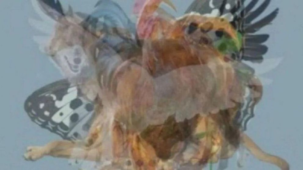 Test visual: el animal que veas primero revelar� detalles "ocultos" de tu personalidad.