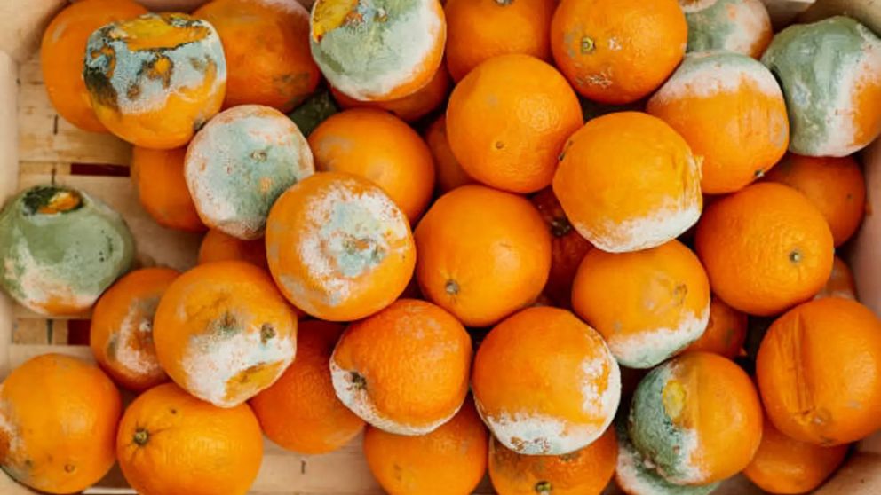 ¿Qué uso le podemos dar a una mandarina con moho?.