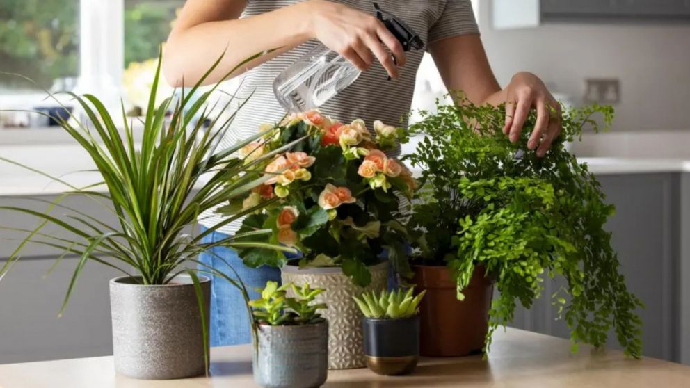 Este truco otorga a las plantas la fuerza necesaria para no morir y seguir embelleciendo el jard�n o el interior del hogar (Imagen ilustrativa).