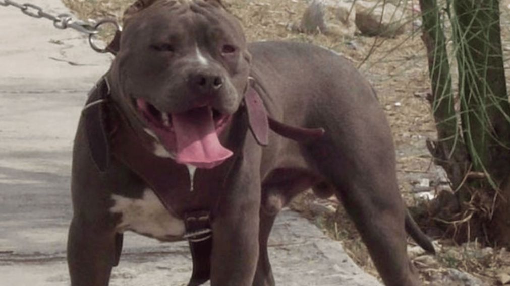 El can que atacó a la niña es la mascota de la familia (Foto Qué pasa Salta).