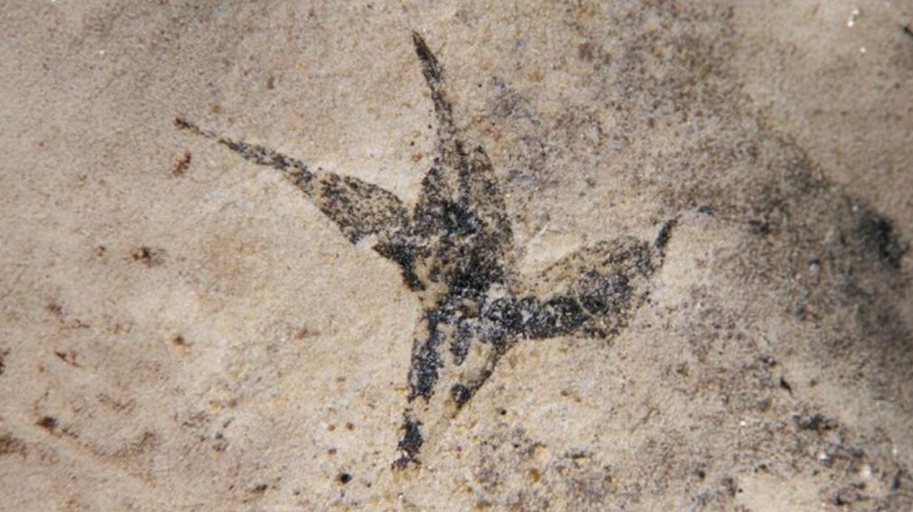 La flor que data de hace 113 millones de años atrás (gentileza CONICET)