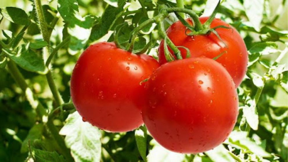 Un sencillo truco natural que combina plantas amigas para cuidar tus tomates (Imagen ilustrativa).