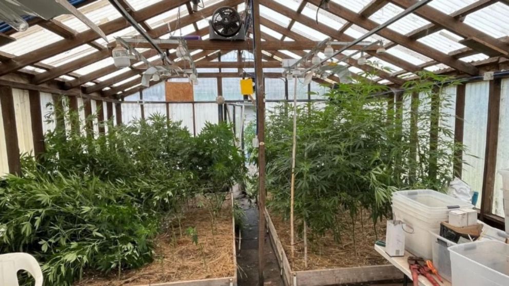 Algunas de las plantas que fueron halladas por las autoridades policiales. Crédito: 0223.