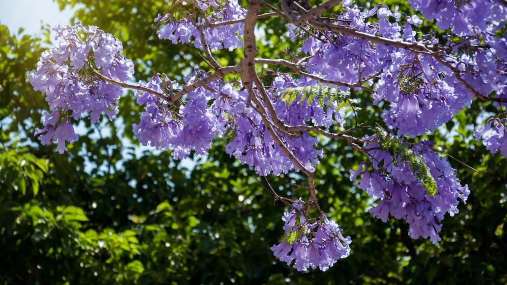 La flor de Jacarandá se adaptan a diferentes climas
