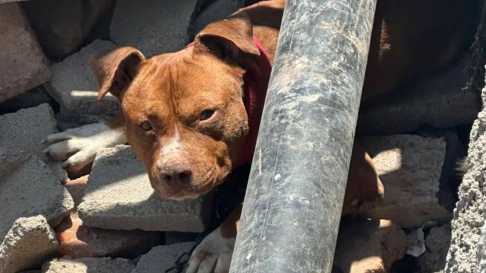 pitbull atacó a dos niños de corta edad en una casa del barrio Altos de General Paz, en Córdoba Capital (Gentileza Policía de Córdoba).
