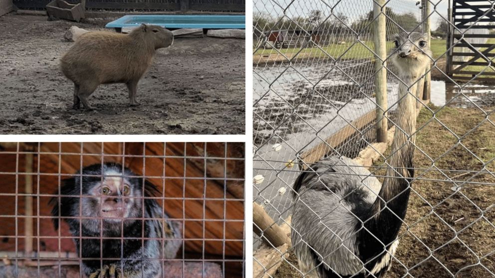 Así encuentran zoológico clandestino: una decena de animales rescatados