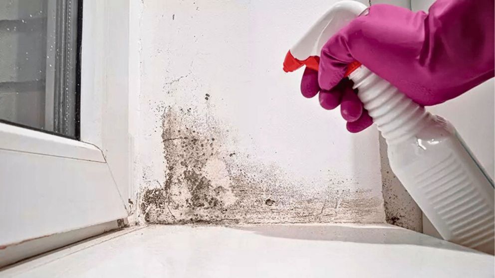 Se trata de un ingrediente sencillo que en pocos pasos deja como nueva cualquier pared, sin moho y humedad (Imagen ilustrativa).