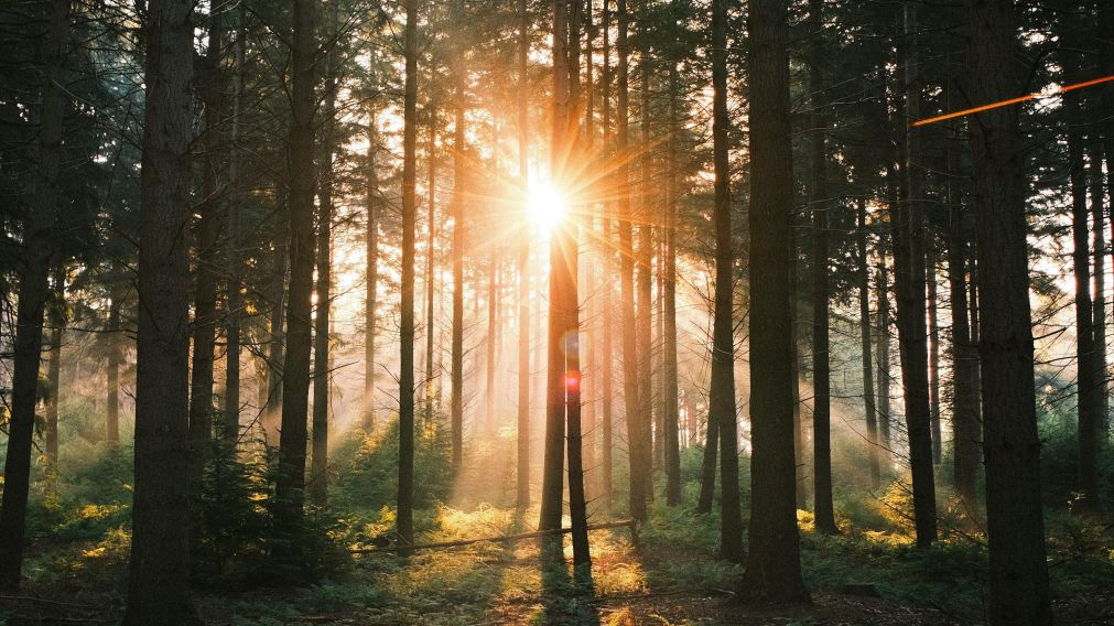 Sol de invierno en Cáncer