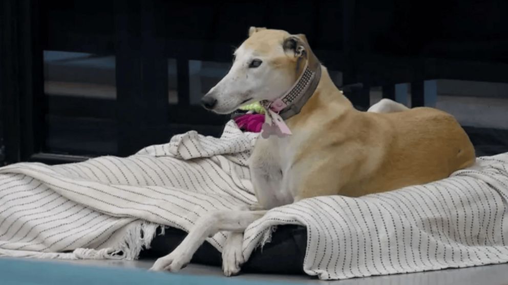 Preocupa la salud de Paris, la mascota de "Gran Hermano 2025", tras su repentina salida de la casa. (Foto: Ciudad Magazine).