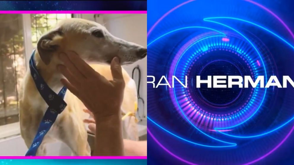 "Gran Hermano 2025": la conmovedora historia de Paris, la perrita que entró al reality (Foto: captura de Telefe).