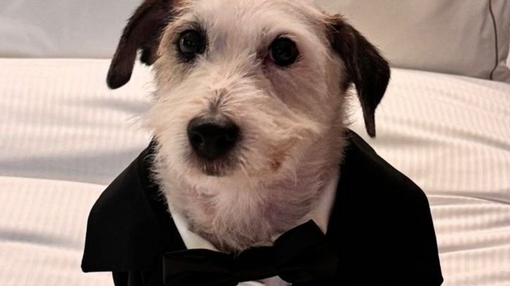 "Ramoncito", la mascota de Hern�n Lirio se visti� de gala para los Mart�n Fierro
