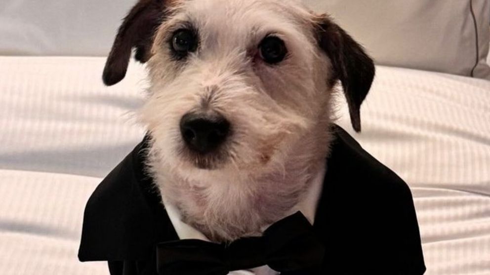 "Ramoncito", la mascota de Hernán Lirio se vistió de gala para los Martín Fierro