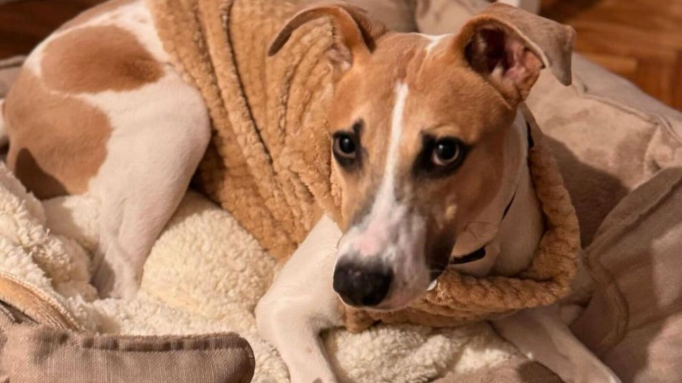 Arturo, el perro de "Gran Hermano 2024", debutó como actor y ganó una gran recompensa.