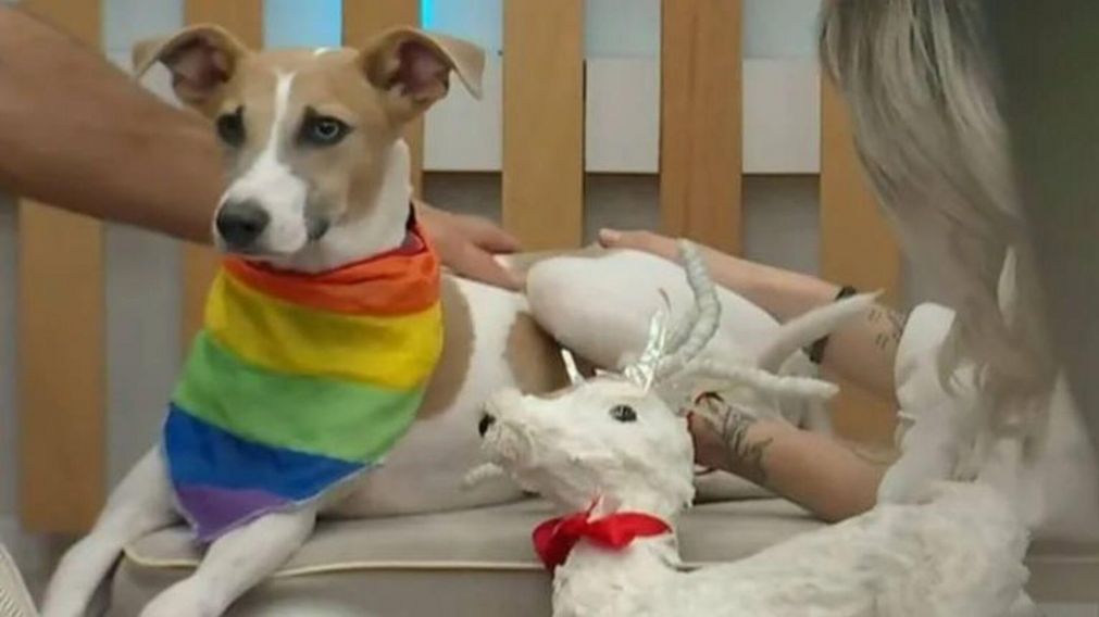 El refugio de Arturo, el perro de "gran Hermano 2024", iniciará acciones legales contra Telefe.