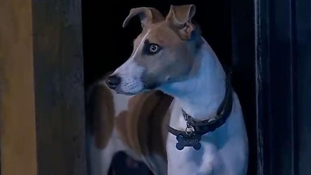 Desde el refugio de Arturo, el perro de "Gran Hermano 2024", piden que lo devuelvan.