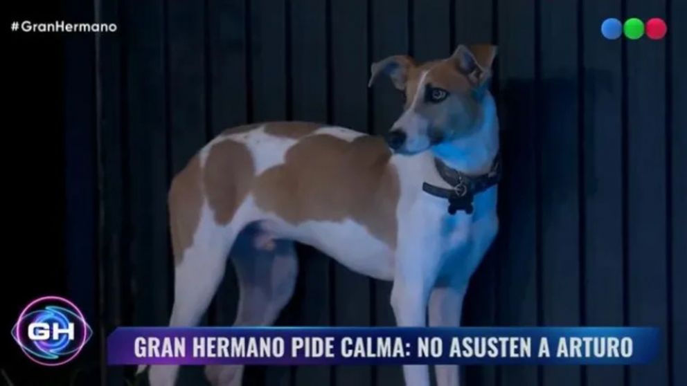 "Gran Hermano 2024": la triste historia de Arturo, el perro que ingresó a la casa