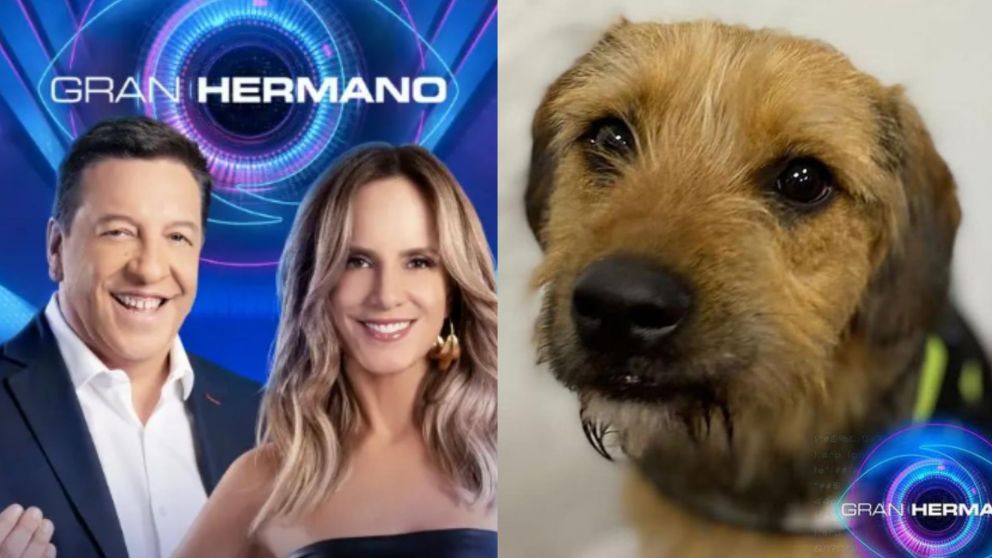 Maltrato animal en "GH" de Chile.
