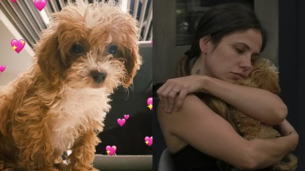 Muchos creen que la mascota est� desmejorada y descuidada.