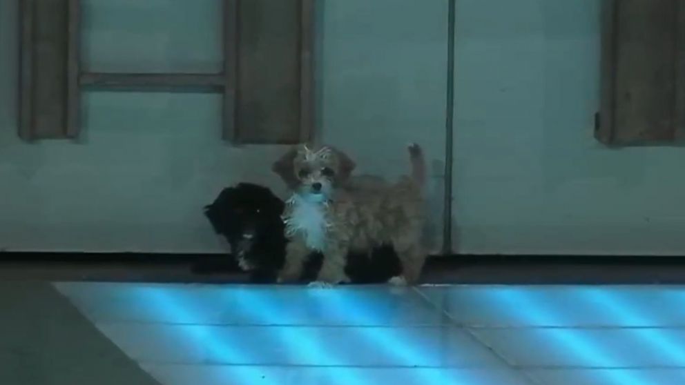 Ingresaron dos perritos a Gran Hermano y estallaron los memes en las redes (Imagen Twitter).