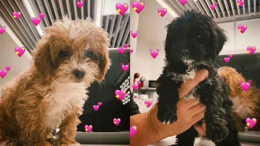 �Qu� pasar� con Mora y Caramelo de Gran Hermano 2022?