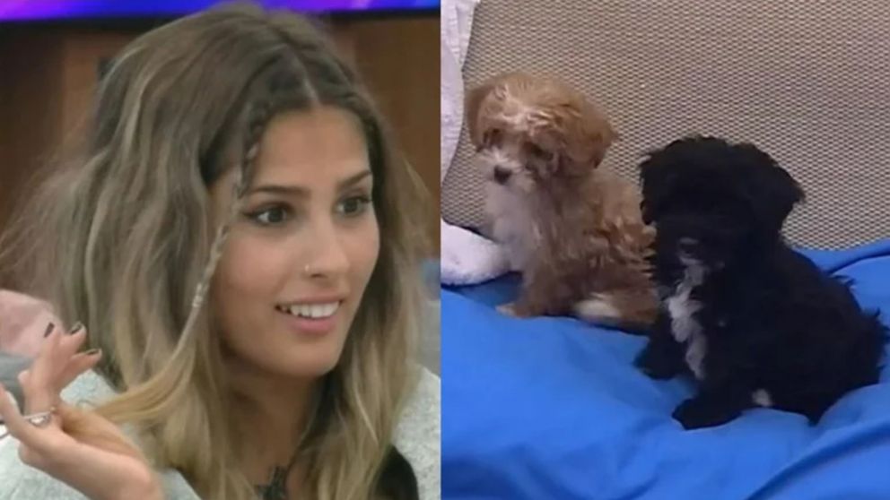 Julieta de "Gran Hermano", enfrentada a los perritos de la casa.