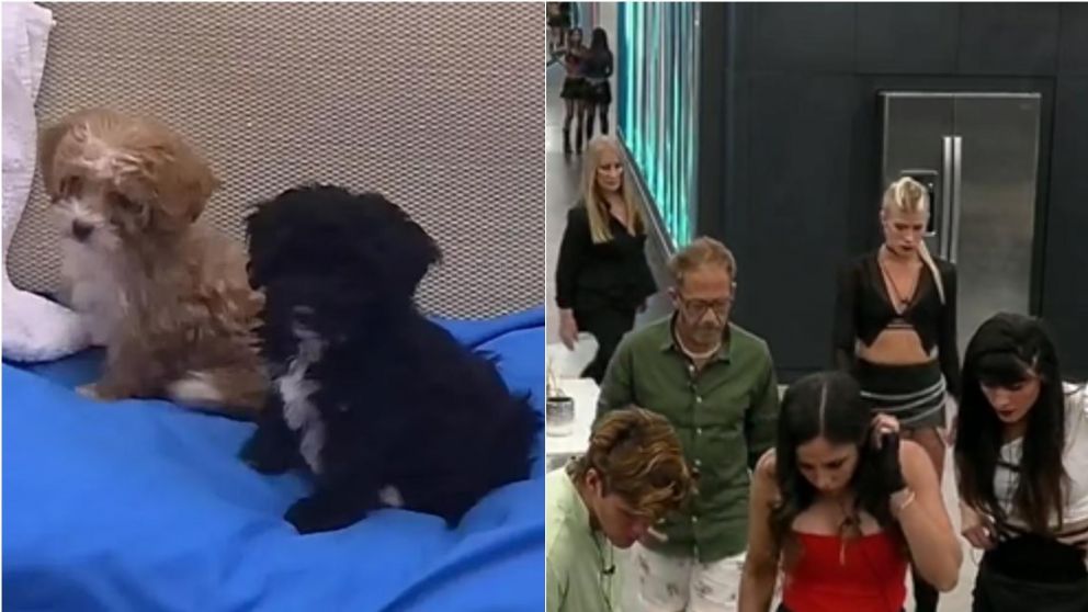 La preocupación por uno de las mascotas de "Gran Hermano 2022".